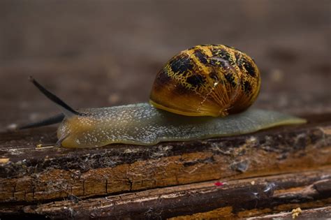 Slow Snail Gastropod Free Photo On Pixabay Pixabay