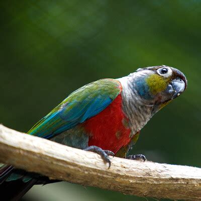 Crimson Bellied Parakeet Pyrrhura Perlata BirdWeather