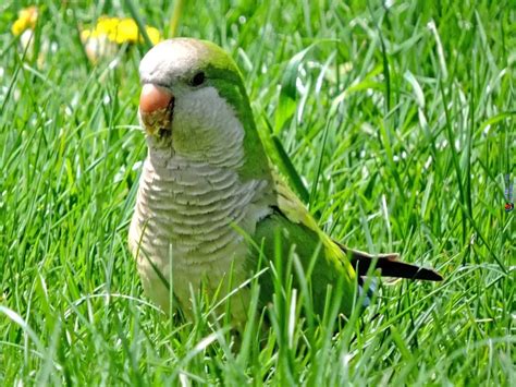 Aves Urbanas Gu A Para Observadores Ciudadanos