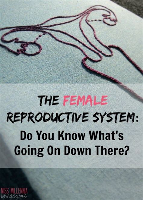 Female Reproductive System Facts Every Women Should Know Female