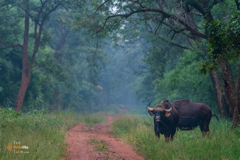 Black Panther Destinations In India The Wildlife Tour