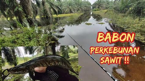 Casting Gabus Di Luapan Banjir Perkebunan Kelapa Sawit Youtube