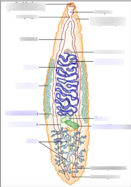 Platyhelminthes Anatomy Diagram | Quizlet