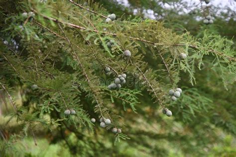 Bald Cypress Taxodium Distichum Nuts Stock Image Image Of Conifer