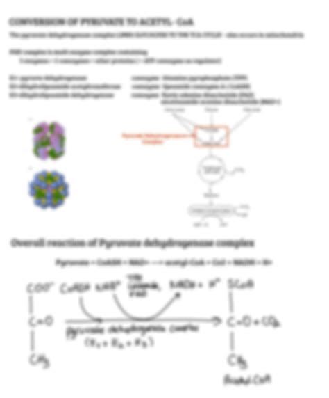 Solution Krebs Cycle Citric Acid Cycle Reactionsandsteps Studypool