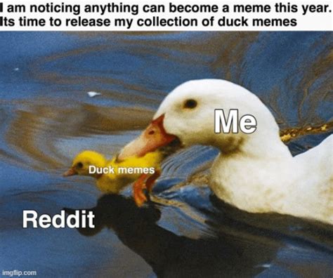 Image Tagged In Repost Reddit Ducks Memes Funny Quack Imgflip