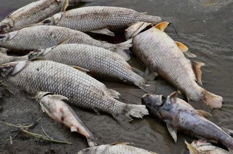 Millones de peces flotando muertos en un río sobre el límite entre