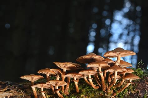 Champignons Armillaria Mellea Une Photo Gratuite Sur Pixabay