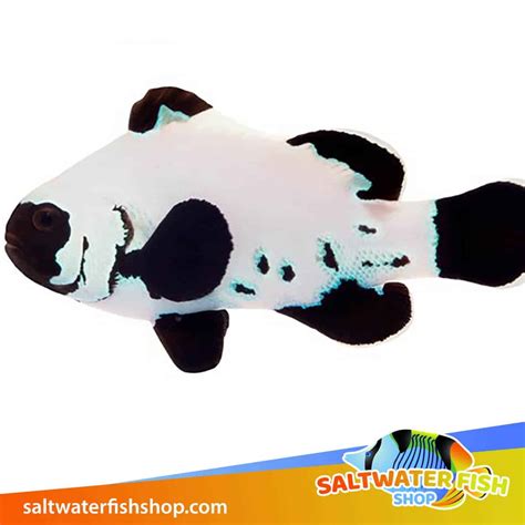 Black Frostbite clownfish for sale | frost bite clown fish for sale