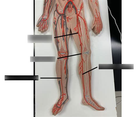 Veins Of The Lower Limbs Diagram Quizlet