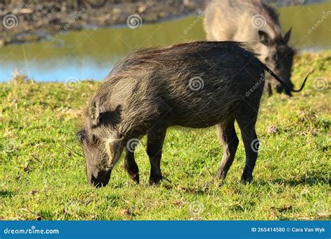 Warthog Walking In Grassland Of South African Game Farm Stock Photo