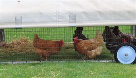 Chicken Tractor Free Ranging In A Moveable Run Hobby Farms