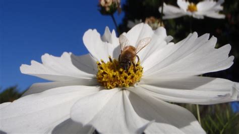 Bienen Himmelsvolk In Gefahr Trailer Deutsch YouTube