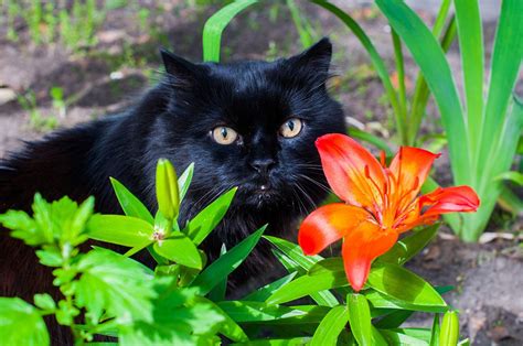 Why Are Lilies Poisonous to Cats? A Guide to Poisonous Plants | Town ...