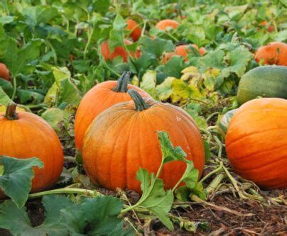 Cómo cultivar calabazas potimarrones u otras calabazas a partir de