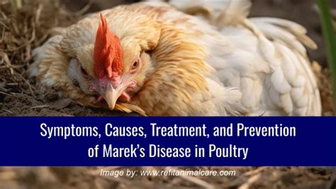 Symptoms, Causes, Treatment, and Prevention of Marek’s Disease in Poultry