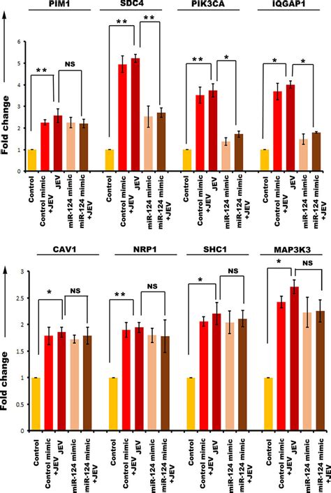 QRT PCR Showing MiR 124 3p Target Gene Expression In HNP Cells Upon JEV