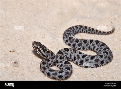 Pygmy Rattlesnake Stock Photo Alamy