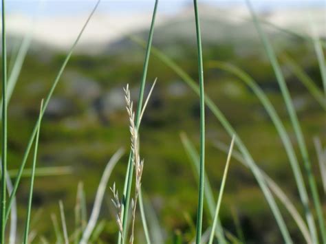 Free Images Landscape Nature Growth Sun Field Farm Lawn Meadow