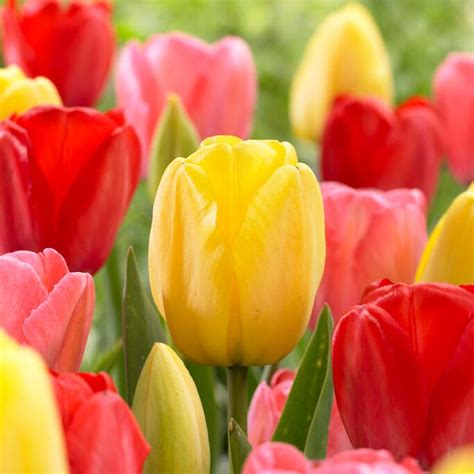 Tulip Flower Bulbs Tulipa American Meadows