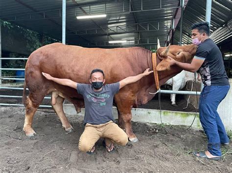 Ternak Lembu Limosin