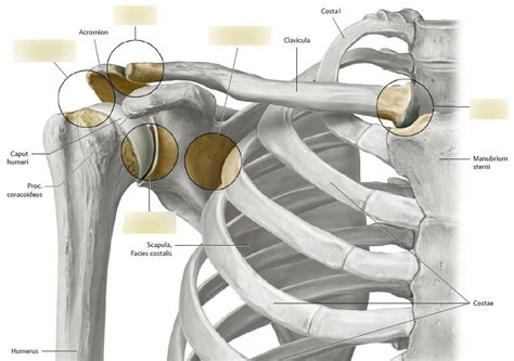 058 Os Schultergürtel Gelenke Diagram Quizlet
