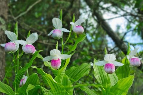 Showy Lady S Slipper Cypripedium Reginae Also Known As Pink And White