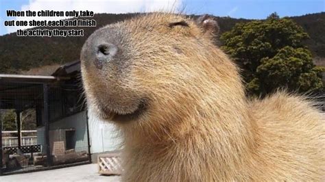 Capybara Meme Generator Pi Ata Farms The Best Meme Generator And