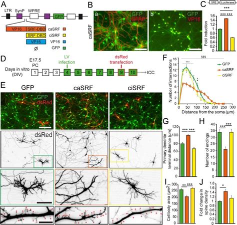 Fine Tuned Srf Activity Controls Asymmetrical Neuronal Outgrowth