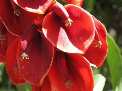 Close up of the Argentine national flower #Argentina | Flickr #Ceibo ...