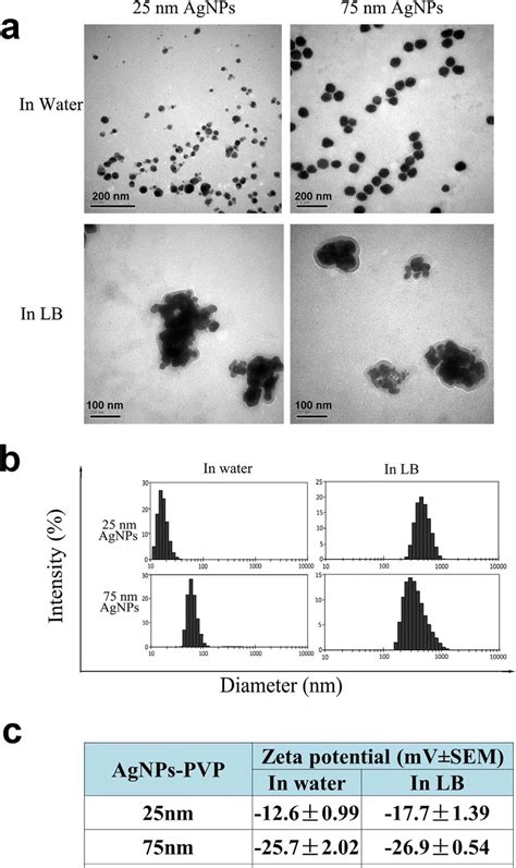 Characterization Of Agnps In Water Or Lb Medium A Transmission