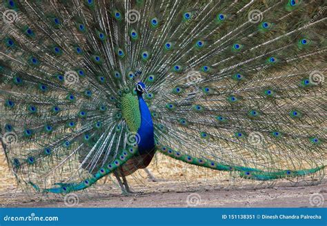 Peafowl Peacock Is Dancing Stock Image Image Of Forest Bird 151138351