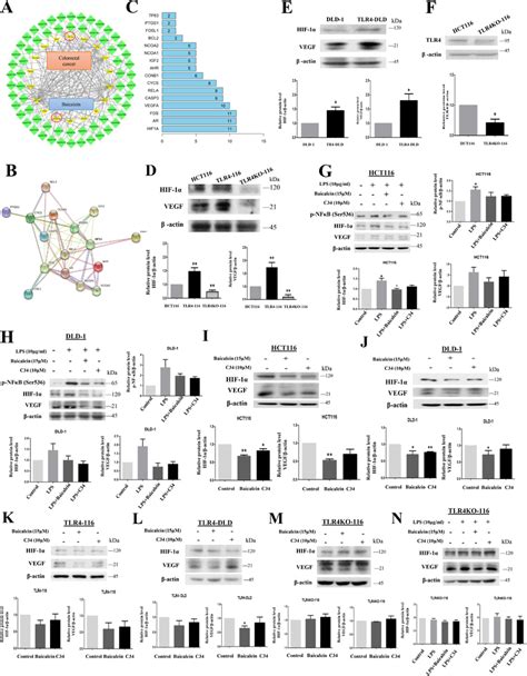 HIF1α and VEGF are downstream of TLR4 baicalein reduces HIF1α and