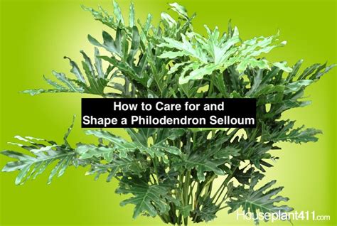 How To Prune And Shape A Large Philodendron Philodendron Philodendron Plant Plant Care