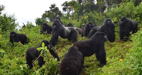 Ultimate Uganda Gorilla Trekking And Romantic Lake Bunyonyi Relaxation 3 Days By Friendly