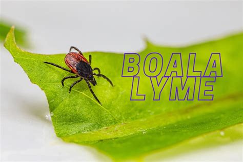 Boala Lyme Borrelioza Transmis De C Pu E Lymeborrelioza