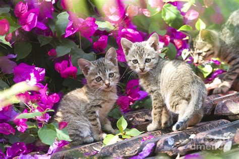 Kittens With Flowers Photograph by M. Watson - Pixels