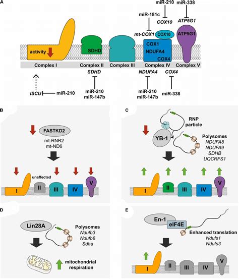 Post Transcriptional Gene Regulation