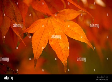 Japanese maple acer tree in detail Stock Photo - Alamy