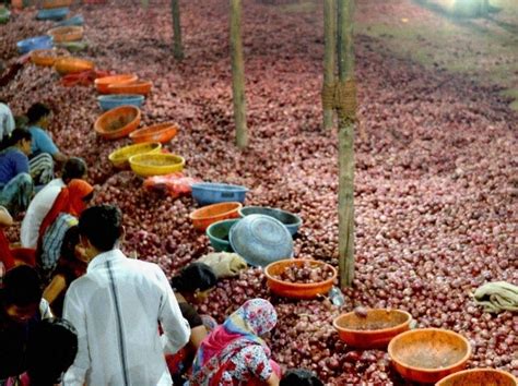 Govt Imports 2 400 Tonnes Of Onion From Egypt Amid Price Rise Concerns