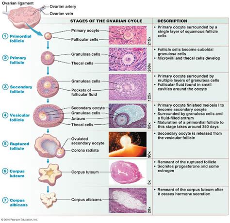 Histology Uterine Cycle Flashcards Quizlet Hot Sex Picture