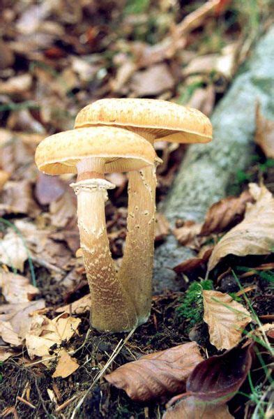 Armillaria Mellea Es Un Hongo Que Puede Ser Pat Geno Para Las Plantas