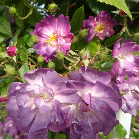 Ramblerrose Rose Veilchenblau Multiflora Blau