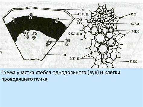Внутреннее строение стебля - презентация онлайн