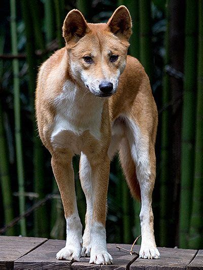 Dingo - Australian wild dog Australian Fauna, Australian Wildlife ...