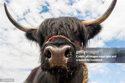 91 Black Highland Cattle Stock Photos, High-Res Pictures, and Images - Getty Images