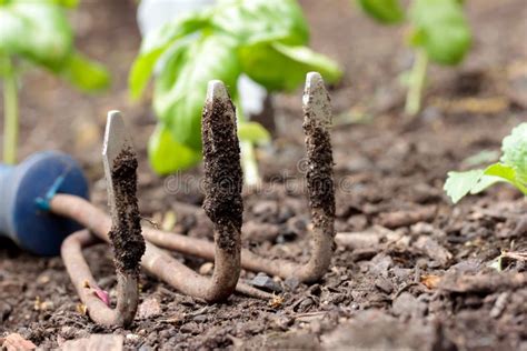 Black Gardening Gloves Gardening Tools Stock Image Image Of Botany