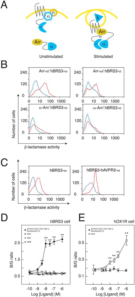 ß lactamase EFC assay to monitor the agonist induced GPCR ß arrestin