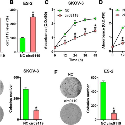 OB Treatment Inhibited The Growth Of SKOV 3 And ES 2 Cells Cells Were