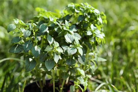 Quick Guide to Growing and Harvesting Oregano at Home – AllThatGrows
